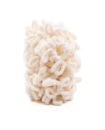 Pingo Cool - Image 3